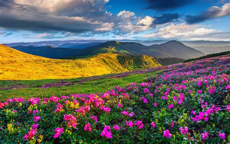 Mountain landscape in all categories. Spring Mountain Landscape Flowers Purple Colored Hills ...