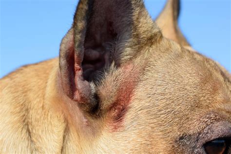 Eczéma Dans L Oreille De Votre Chien Comment Le Soigner Sonotix