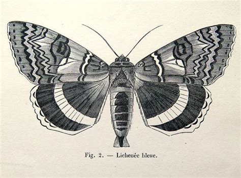 1860 Antique Moths Butterflies Print Original Vintage Moth Plate