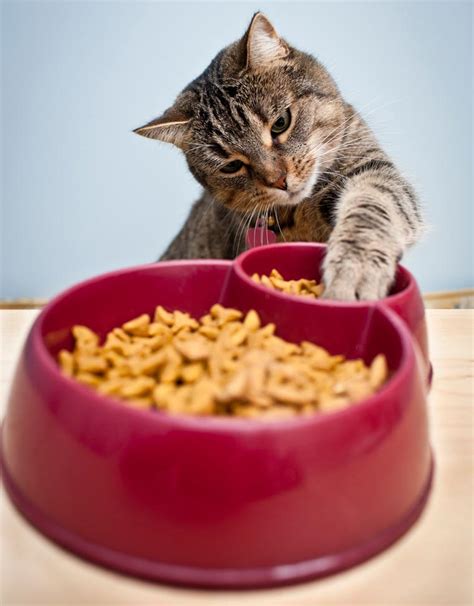 If you are trying to introduce a new food into his diet, do this slowly. Why Do Some Cats Carry Food Out Of Their Bowls to Eat It ...