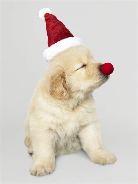 Portrait Of A Cute Golden Retriever Puppy Wearing A Santa