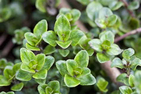 How To Grow Thyme Thymus Vulgaris The Garden Of Eaden