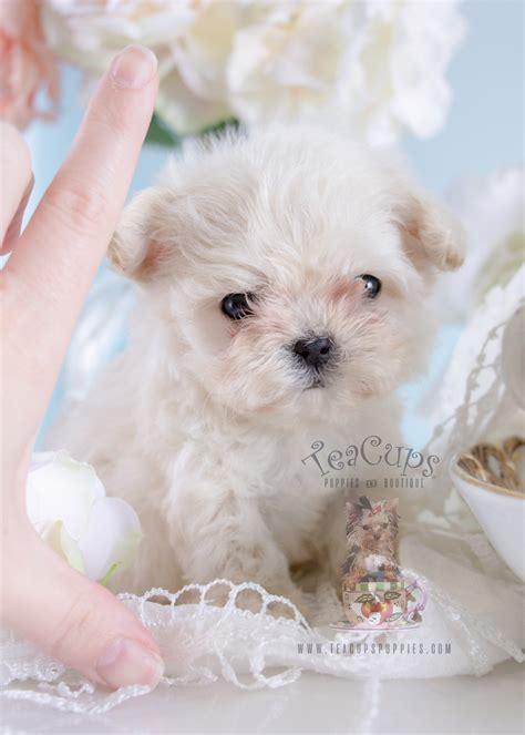 The Most Darling Maltese You Have Ever Seen Teacups