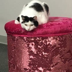 Eat, drink, play, and adopt the newest member of your household. PURR Cat Cafe - 44 Photos & 26 Reviews - Themed Cafes ...