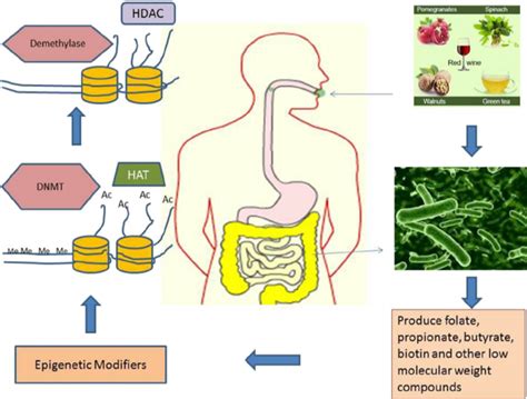 The Molecular Interaction Of The Gut Microbiota Is Greatly Influenced