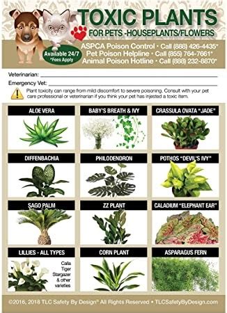 There are an astounding number of plants, both indoor and outdoor varieties, that are poisonous to cats and dogs. Are Pothos Plants Toxic To Cats