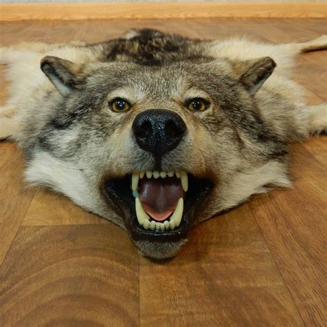 Despite its size and capability, however, tundra wolves exercise selective predation. Alaskan Wolf Full Size Rug For Sale #14584 - The Taxidermy Store