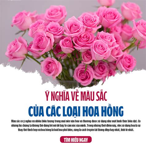 Ý Nghĩa Màu Sắc Các Loại Hoa Hồng Shop Hoa Tươi Phan Thiết Uy Tín