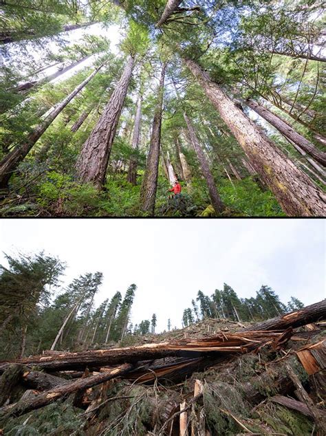 Logging Vancouver Islands Last Ancient Stands Into Oblivion Sierra