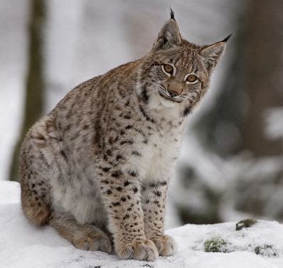 Saturday Morning Links with a Lynx | Kentucky Sports Radio