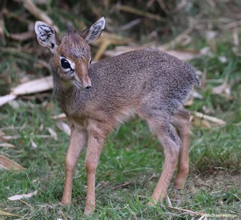 Cute Tiny Antelope Calf Born At Colchester Zoo Colchester Zoo