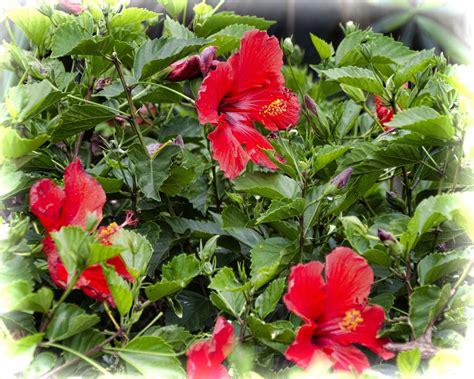 Red Hibiscus Flowers Free Stock Photo Public Domain Pictures