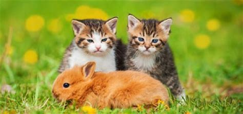 Cat and rabbit mix custom. International Rabbit Day: Can Cats and Rabbits Live ...