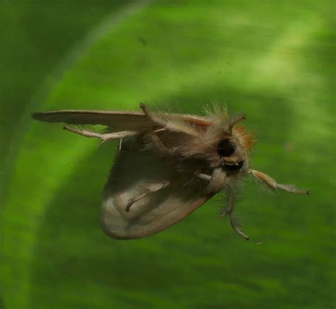 White Tussock Moth Euproctis Melanosoma Lymantriidae Airli Flickr