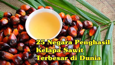 25 Negara Penghasil Kelapa Sawit Terbesar Di Dunia Youtube