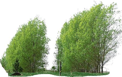 6 Big Aussie Privacy Hybrid Willow Trees 2ft Tall Very Fast Growing