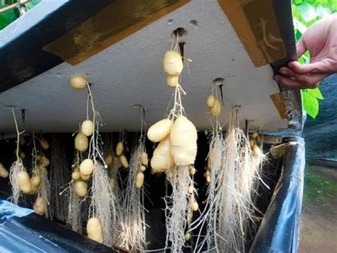 New Ways To Grow Potatoes Daves Garden