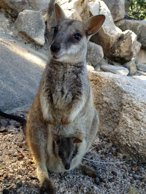 10 Cutest Australian Animals To Melt Your Heart Hop To Pop