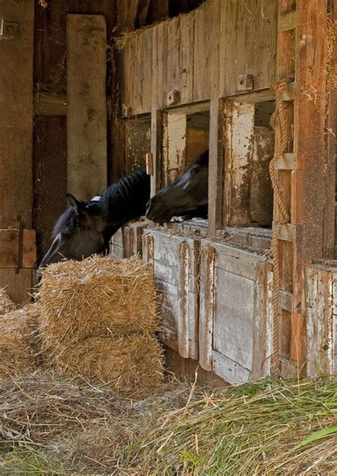 Horses In Their Stalls In An Old Barn Horse Stables Farm Life