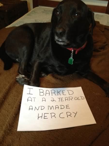 15 Absolutely Hilarious Dogshaming Signs Dog Shaming Dogshaming Oddee