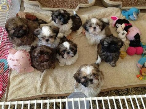 Looking for a shih tzu puppy for sale in ohio? Shih Tzu Puppies For Sale | Texas charter Township, MI #240142
