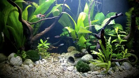 I'd place it somewhere between ludwigia and cryptocornes in difficulty. Aquascaping For Beginners Pdf - Aquascape Ideas