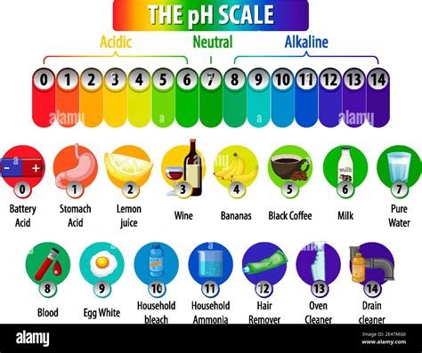 Das Diagramm Der Ph Skala Auf Weißem Hintergrund Stock Vektorgrafik Alamy