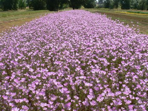 Maybe you would like to learn more about one of these? Source-Identified Willamette Valley Oregon native seed and ...