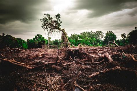 The World Made A Big Pledge To End Deforestation It Immediately Fell