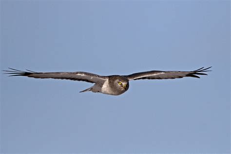 Reader Photo Northern Harrier Showing Its True Colors The Spokesman