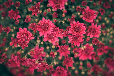 Nature Chrysanthemum 4k Ultra Hd Wallpaper