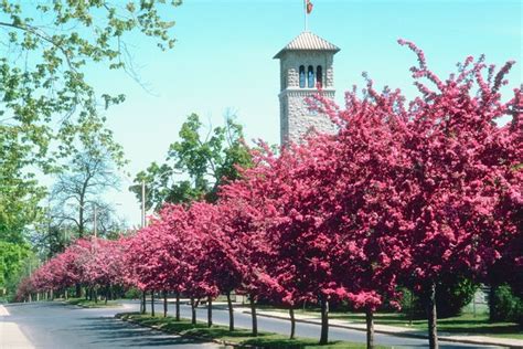 The 6 Best Trees For Lining Driveways Hunker