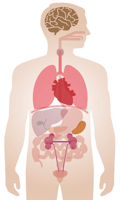 C Mo La Enfermedad Covid Afecta Los Rganos Del Cuerpo