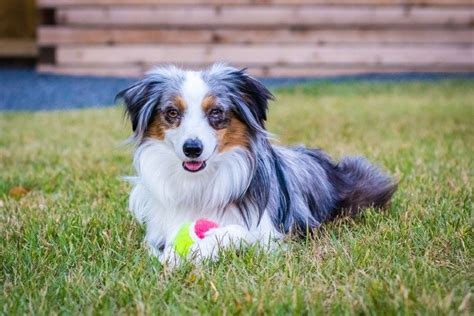 Toy Australian Shepherd Info Pictures Characteristics And Facts Hepper