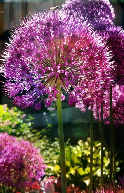 Closeup Allium Globemaster Garden Flower On Long Stem Stock Image
