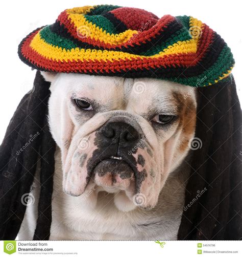 Funny Dog Stock Photo Image Of Dreadlocks Puppy Rasta 54516796