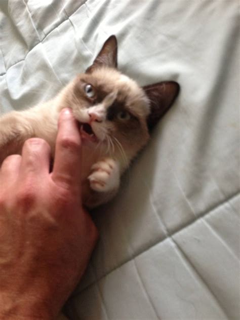 Meet Tard The Grumpy Cat 10 Pics Video Amazing