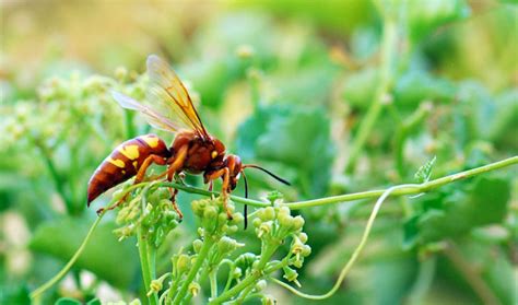 Bug Of The Week Cicada Hunter Wasp Growing With Science Blog