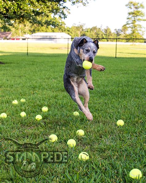 Australian Cattle Dogs Love Playing With Balls And They Can Really