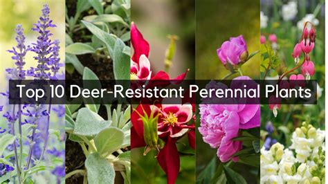 Top 10 Deer Resistant Perennial Plants Garden Goods Direct