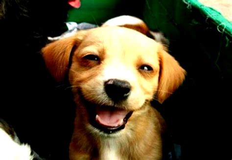 Overly Excited Puppy Wallpapers Gallery