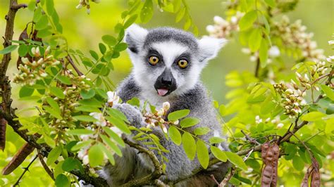 Funny Lemur On The Tree Wallpaper