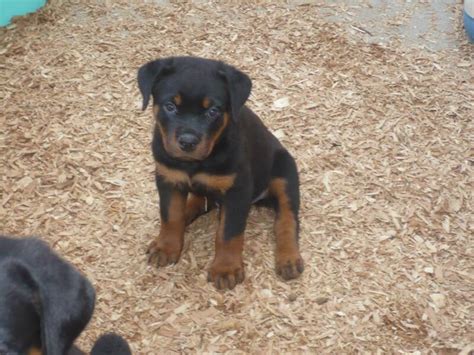I have 2 male and 1 female rottweiler/pit bull mixed puppies they will be 8 weeks old on april 26 and ready for theyre. German shepherd rottweiler mix puppies for sale in michigan | Dogs, breeds and everything about ...