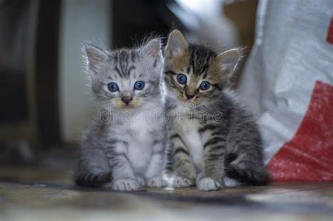 Two Cute Little Kittens Are Playing Stock Image Image Of Mammal