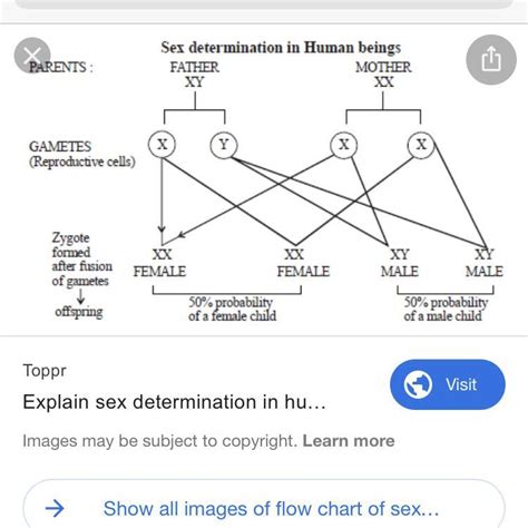 draw a flow chart of illustrate the sex determination in human being