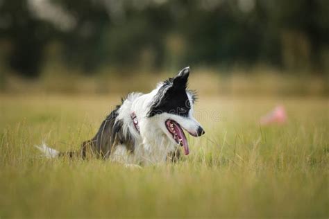 Border Collie Is Lying In Grass Stock Photo Image Of Border Sheltie