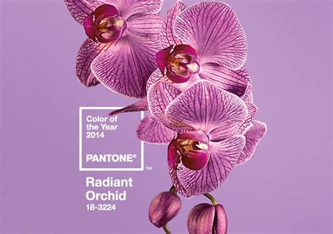 A Colorful Life The 2014 Pantone Colour Of The Year Is Radiant Orchid