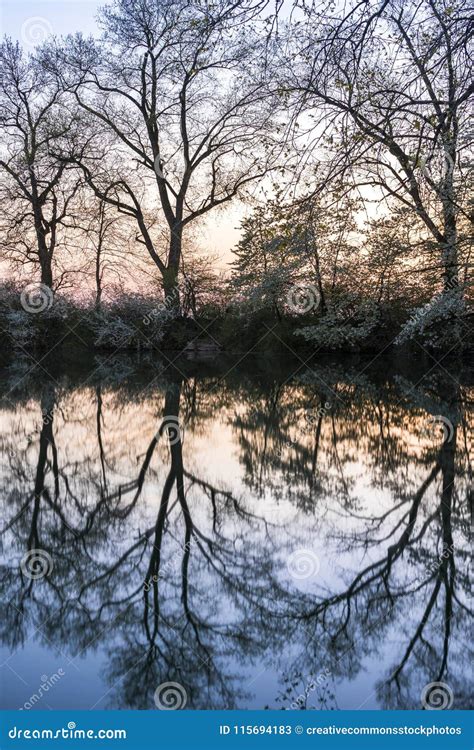 Bare Trees Near Grey Calm Body Of Water At Daytime Picture Image