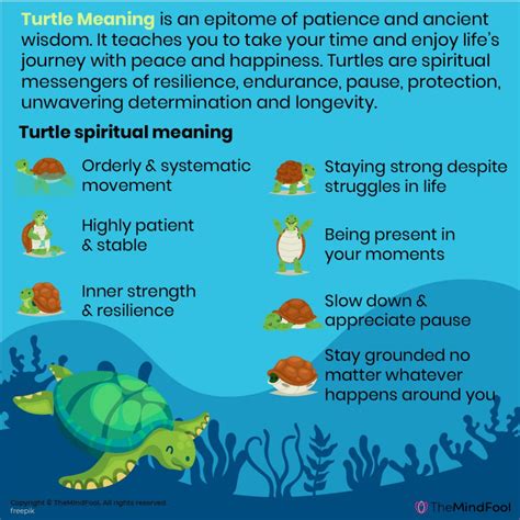 The Spiritual Meaning And Symbolism Of A Turtle
