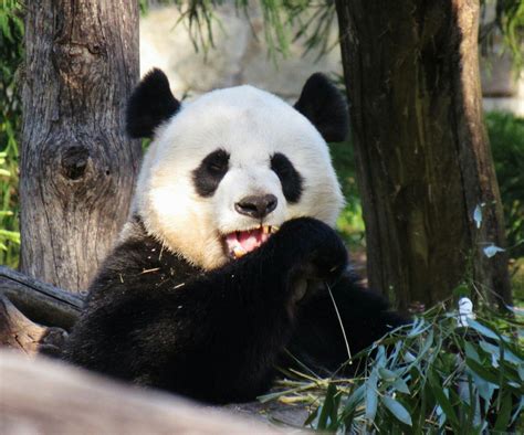Cant Forget Our Mama Bear Mei Xiang Panda Love Panda Bear Giant